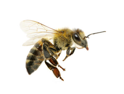 Honigbiene  © Alekss_fotolia.com