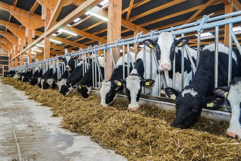 Tierhaltung  © countrypixel - fotolia